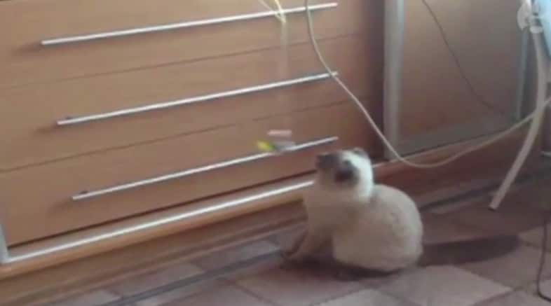 barsik the cat