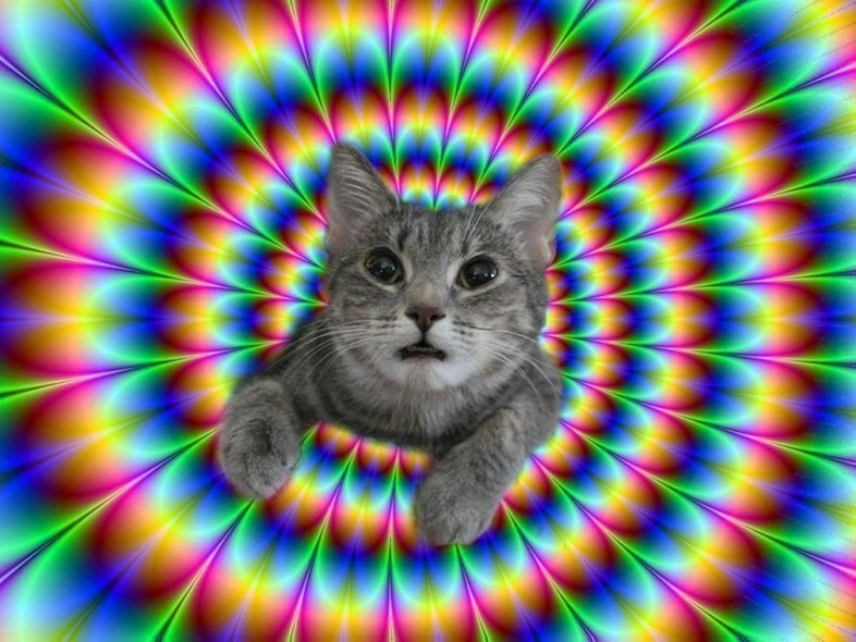 tripping-cats