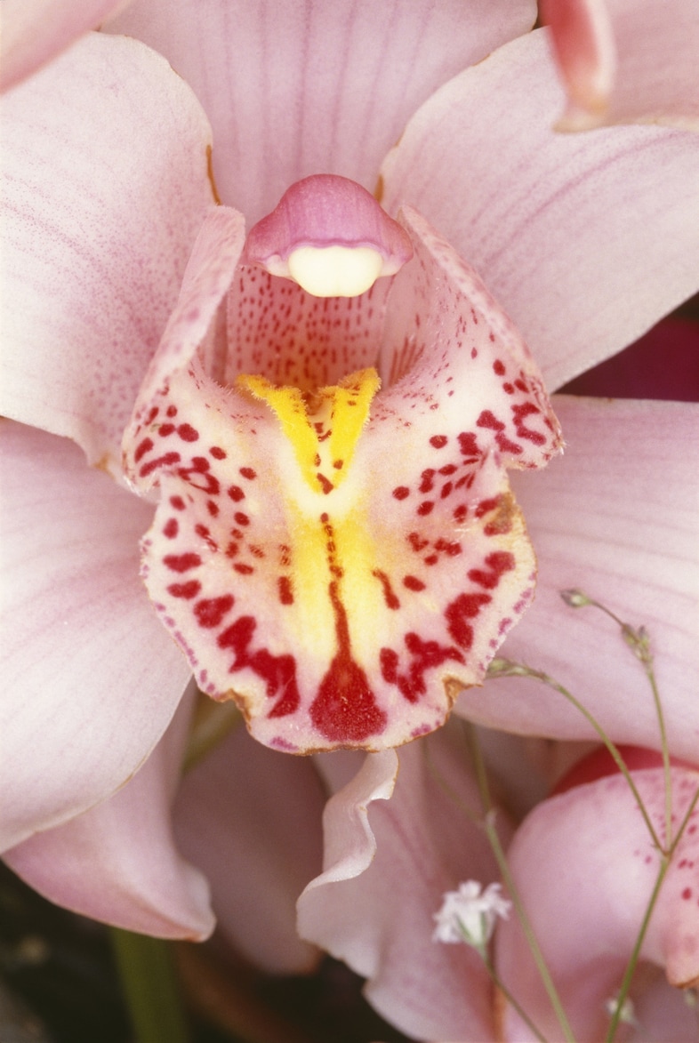 Nobuyoshi Araki, Fleurs (Flowers) 1985 / 2008