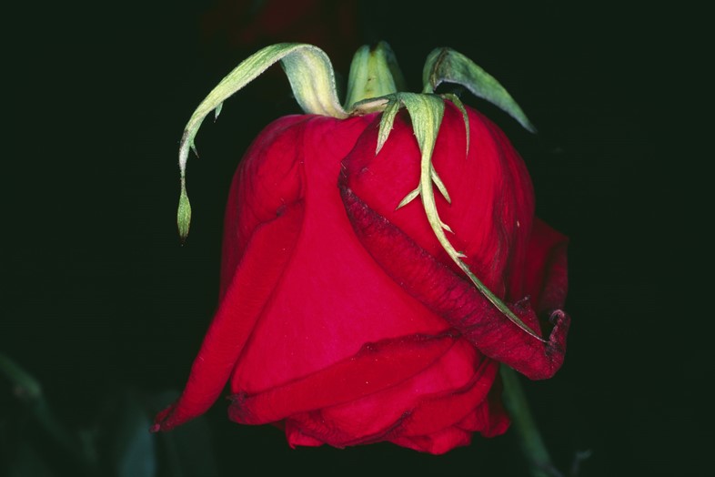 Nobuyoshi Araki, Fleur Rondeau (Flower Rondeau) 1997