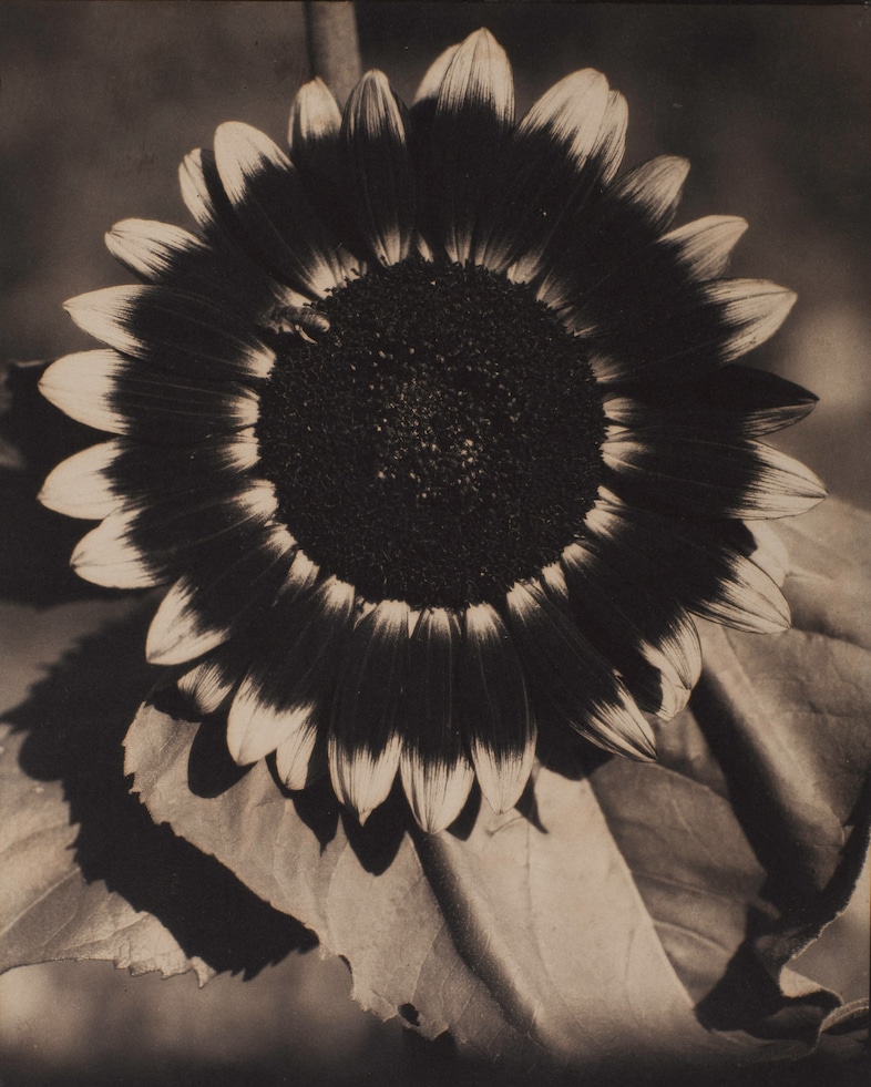 Edward Steichen A Bee on a Sunflower 4