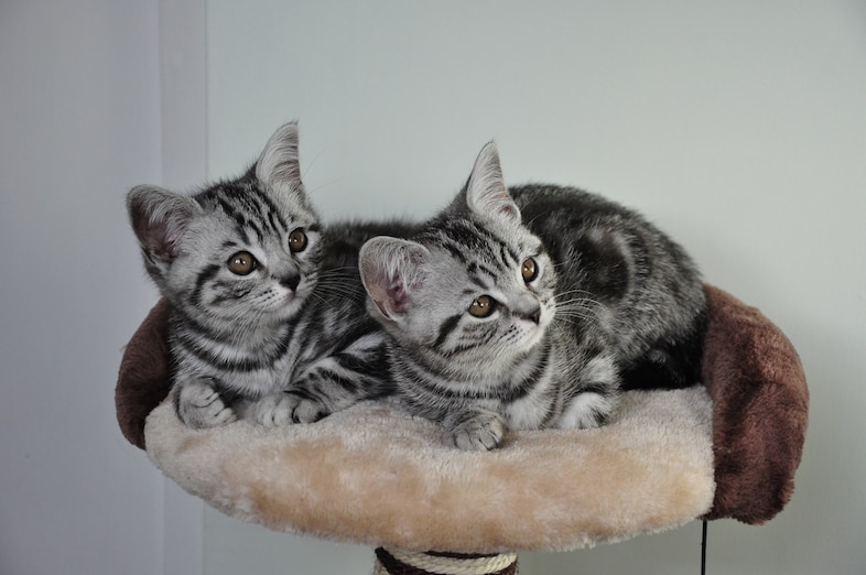 silvertabby
