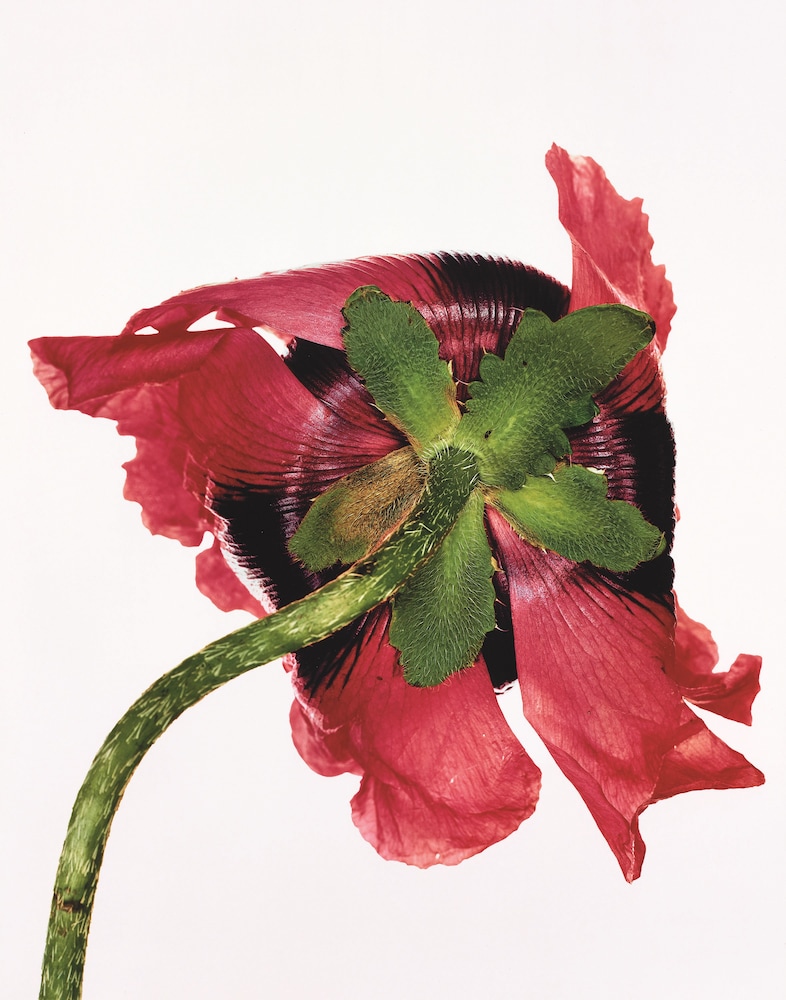 Irving Penn: Centennial | Dazed