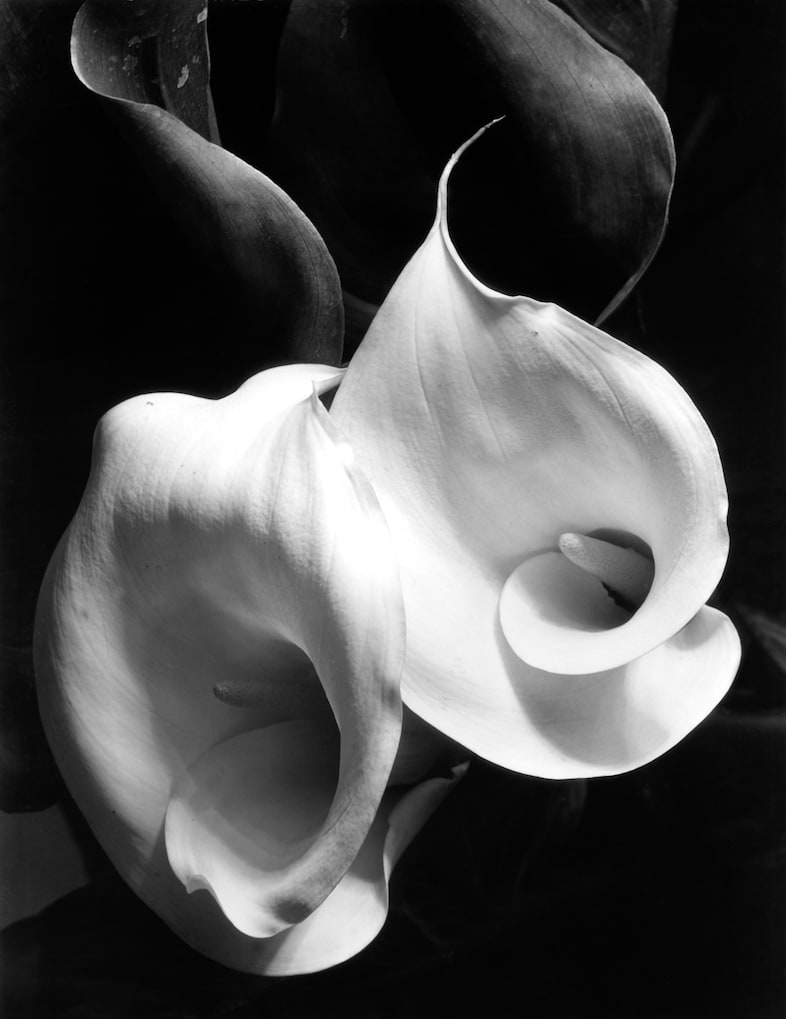 Two Callas (c) Imogen Cunningham Trust