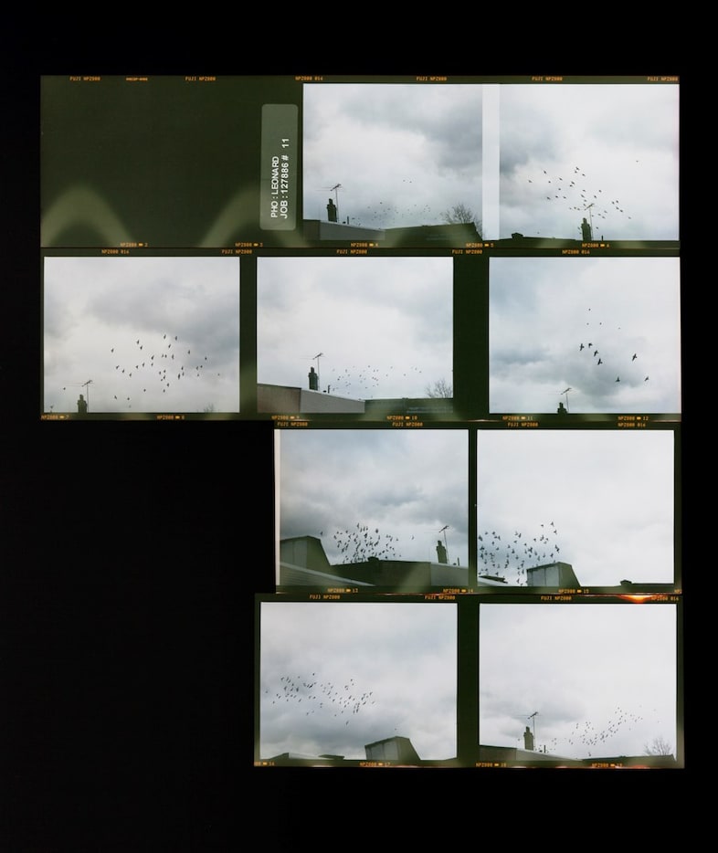 Zoe Leonard: Survey 6