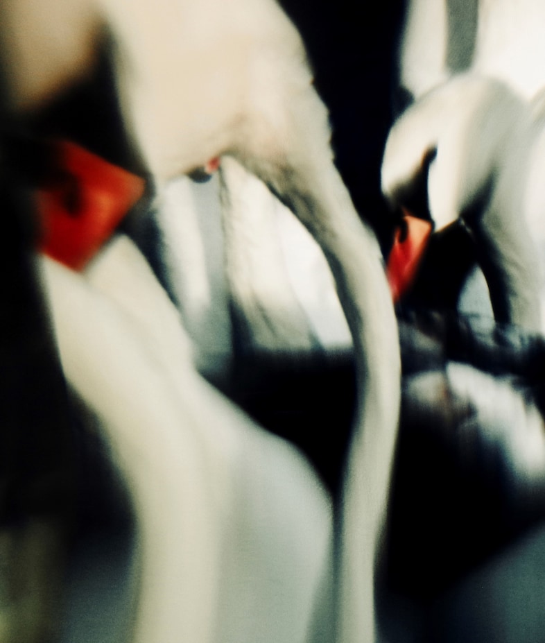 Jack Davison’s Photographs 6