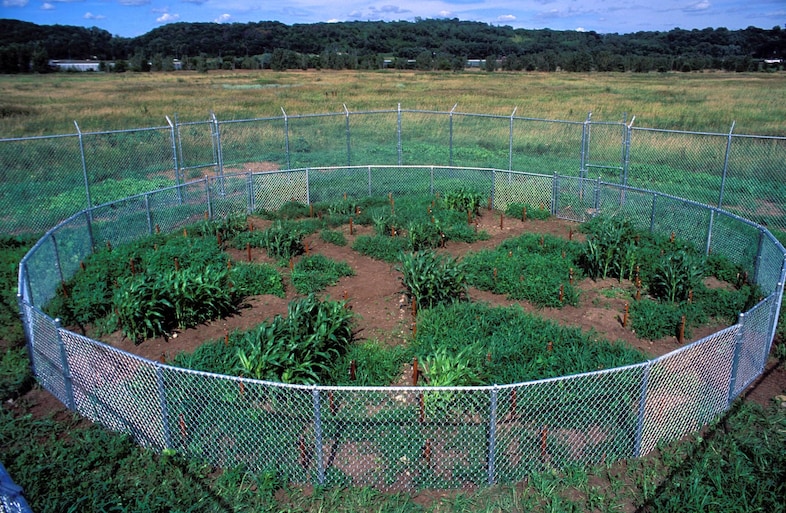 Mel Chin&#39;s “Revival Field” (1991)