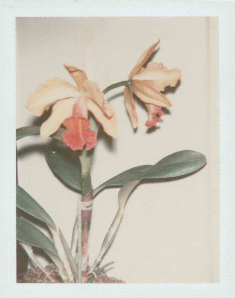 Andy Warhol, Flowers