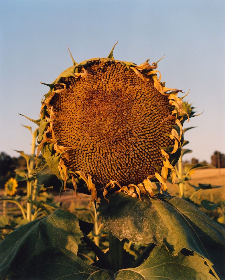 Beirut Re-Store, Jamie Hawkesworth 12