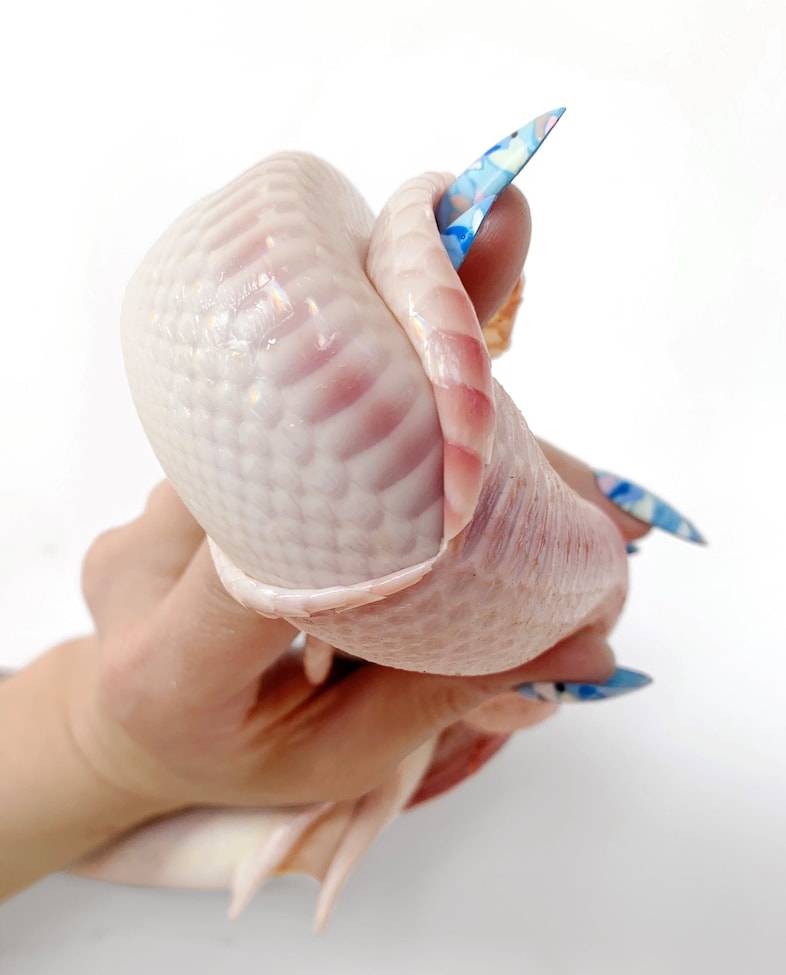 Polly Morgan, “Retouch Me” 0