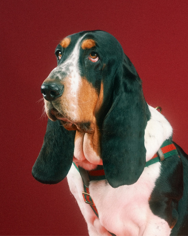 The Gucci Pet Collection 20
