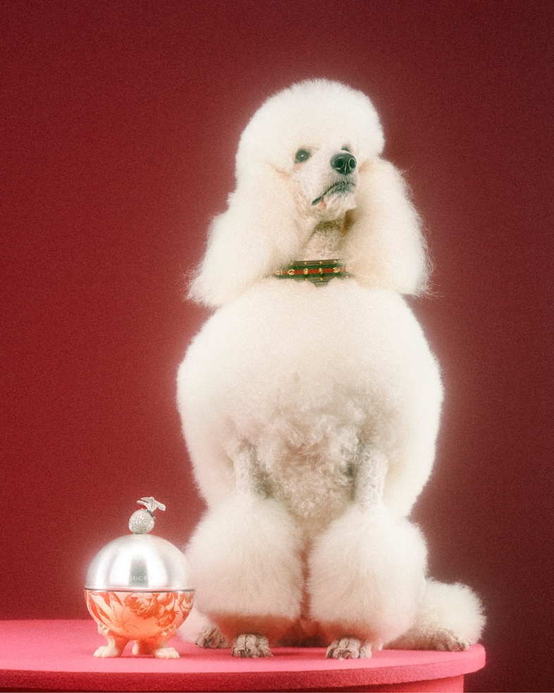 The Gucci Pet Collection 19