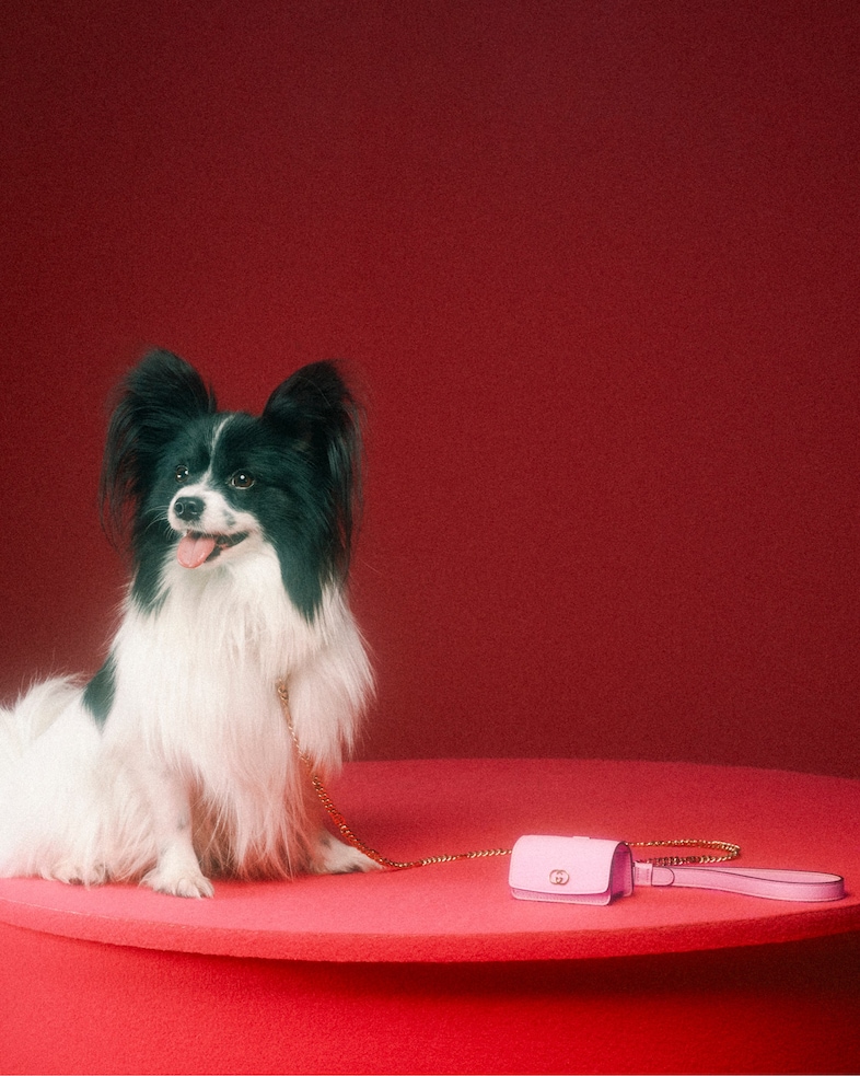 The Gucci Pet Collection 18