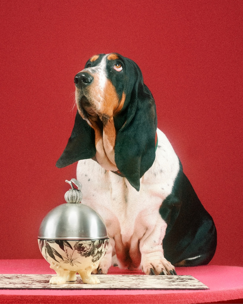 The Gucci Pet Collection 16