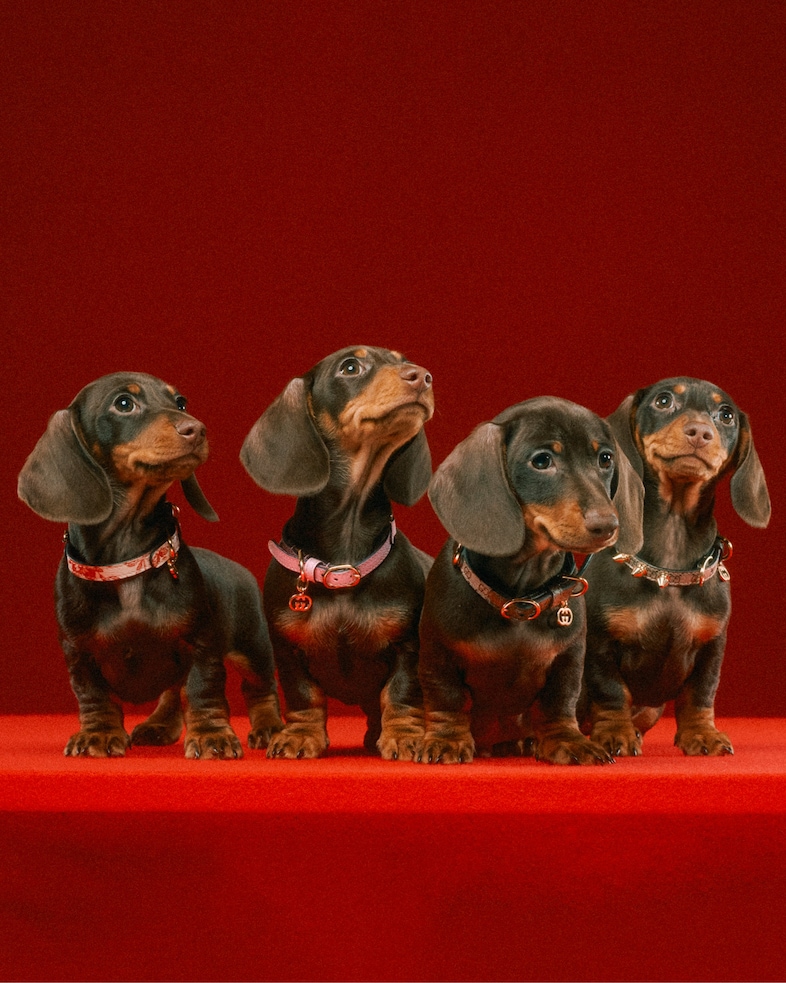 The Gucci Pet Collection 17