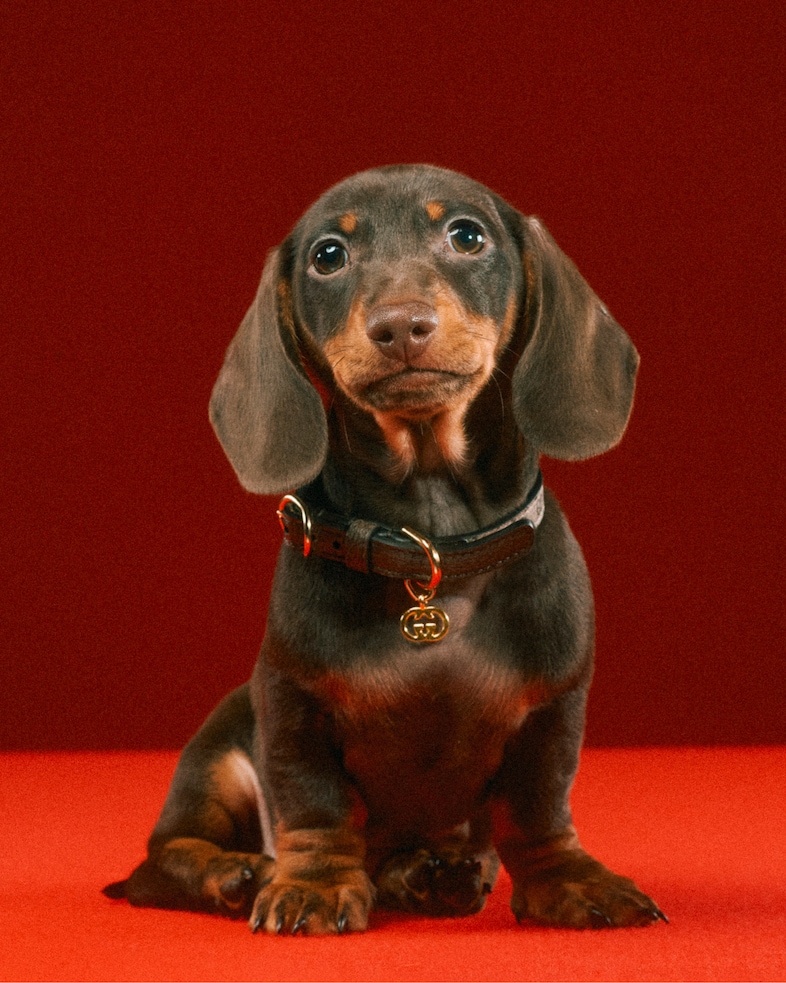The Gucci Pet Collection 15