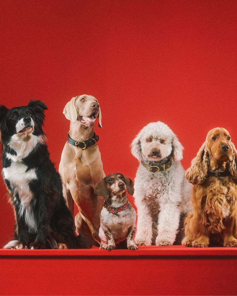 The Gucci Pet Collection 14
