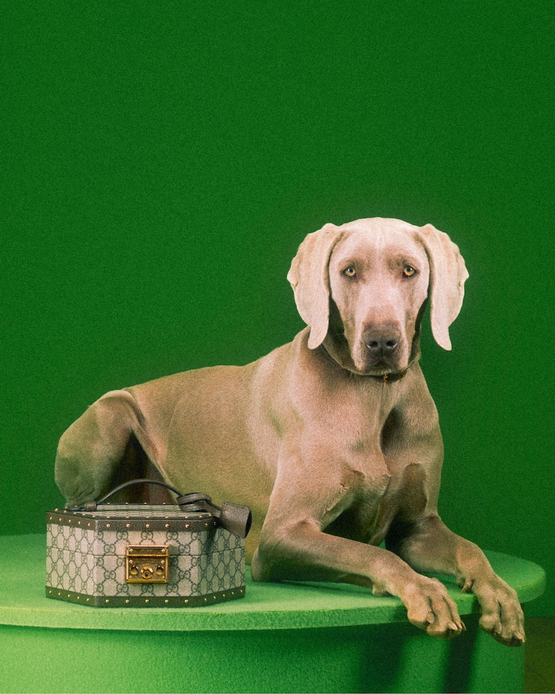 The Gucci Pet Collection 12