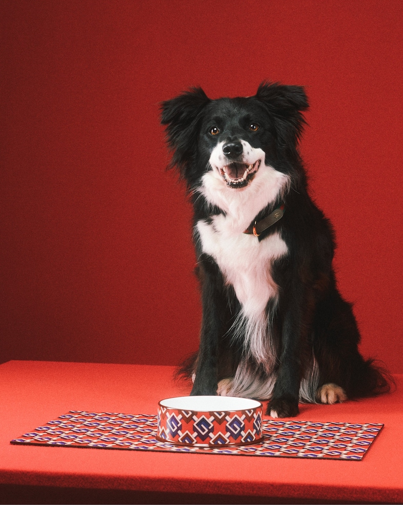 The Gucci Pet Collection 11