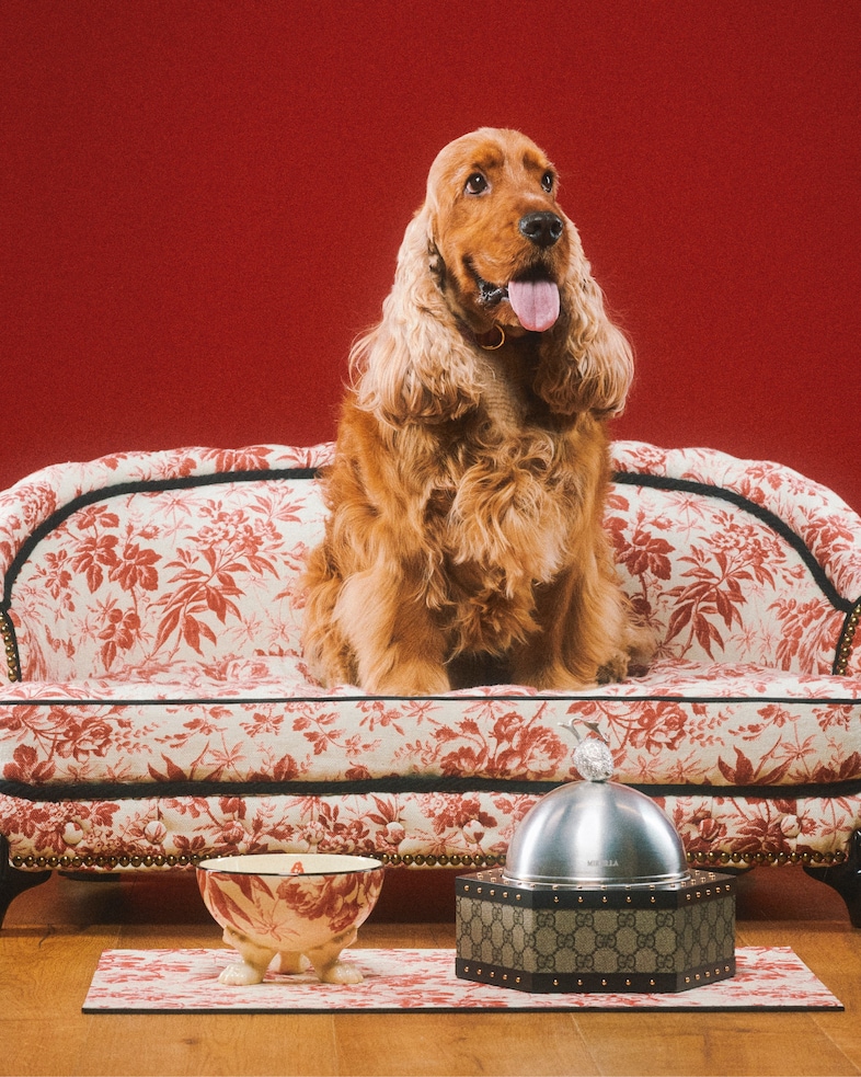 The Gucci Pet Collection 10