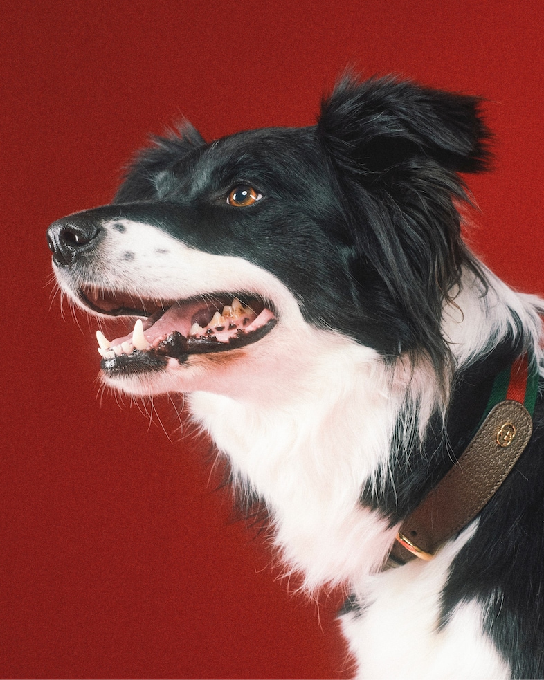 The Gucci Pet Collection 9