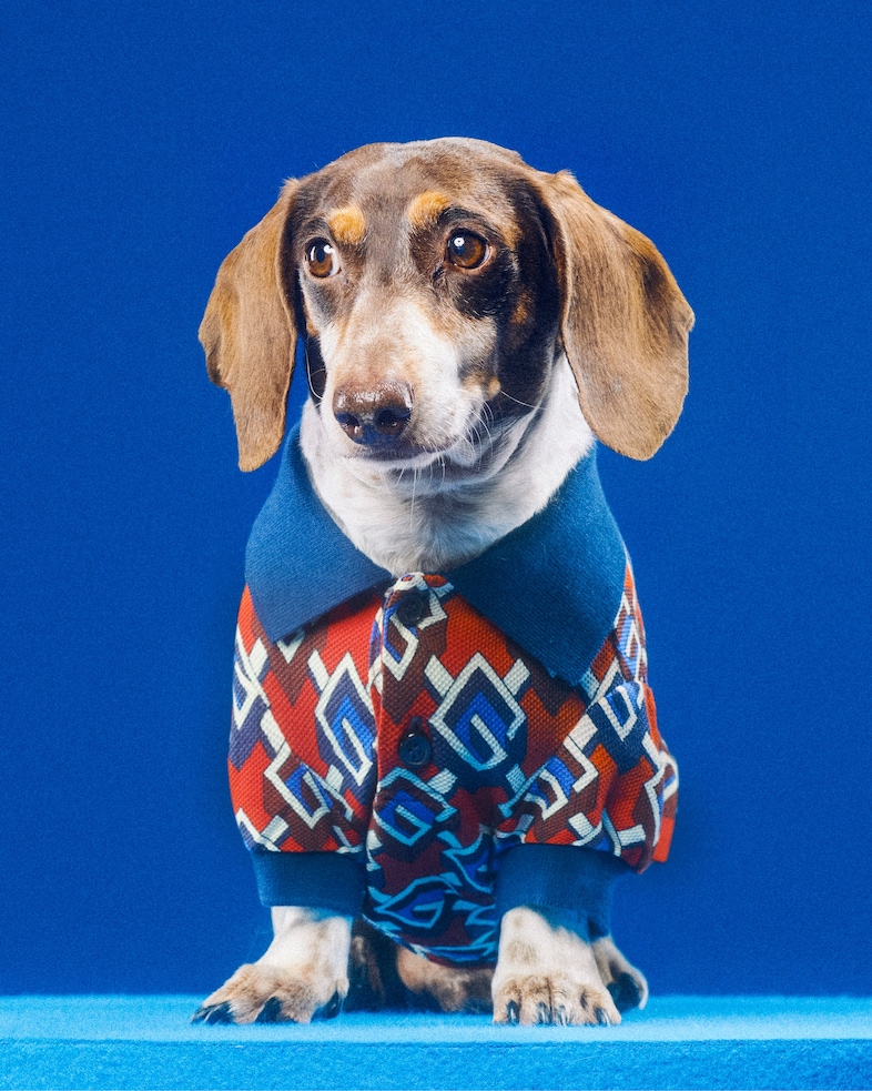 The Gucci Pet Collection 8