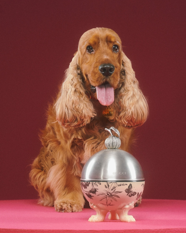 The Gucci Pet Collection 7