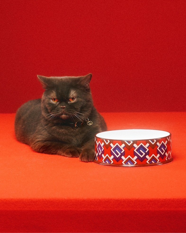The Gucci Pet Collection 6