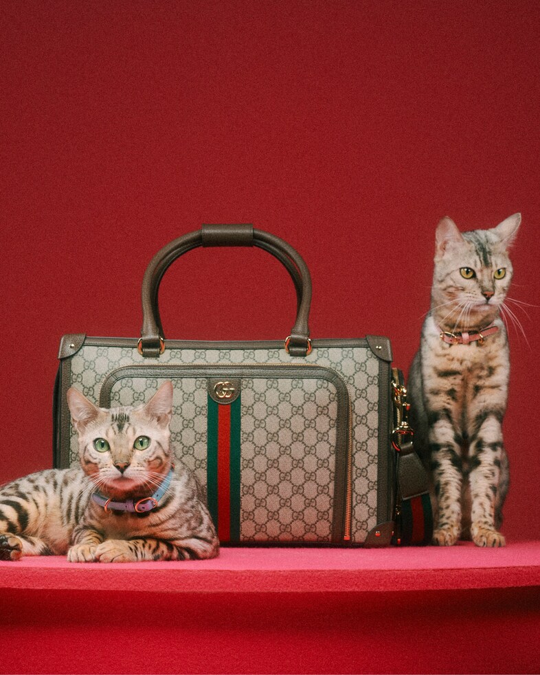 The Gucci Pet Collection 5