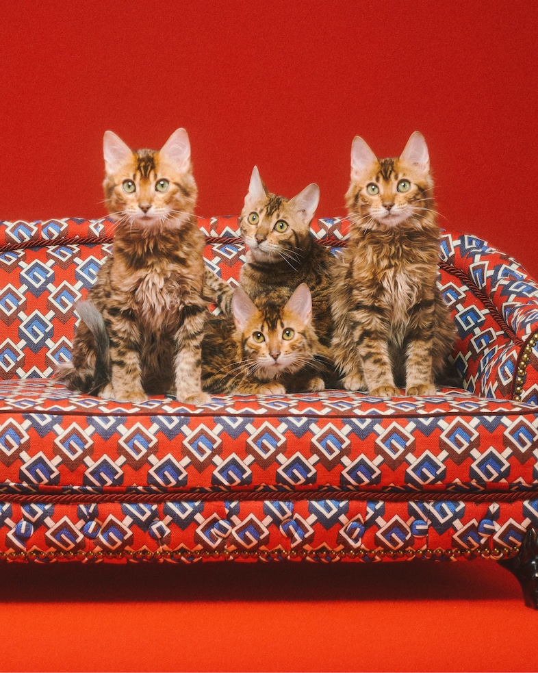 The Gucci Pet Collection 4