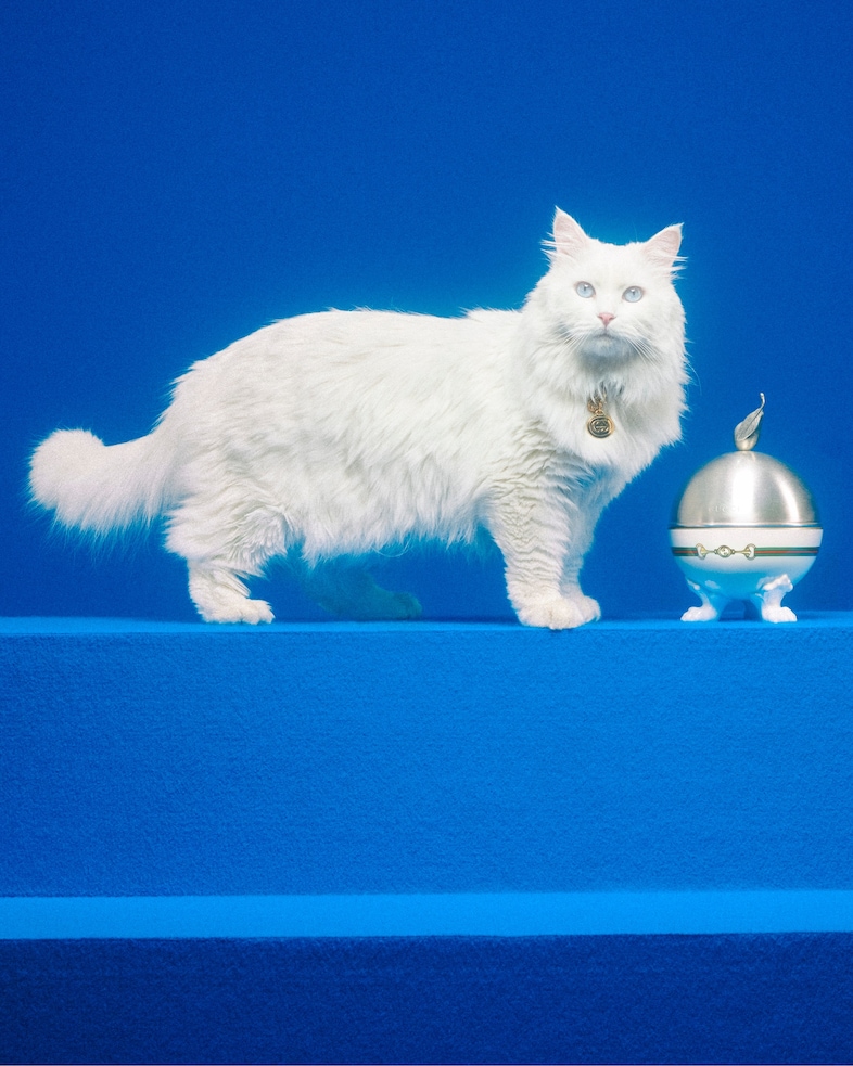 The Gucci Pet Collection 3
