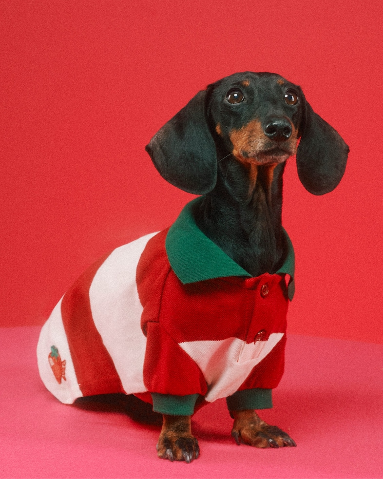 The Gucci Pet Collection 2