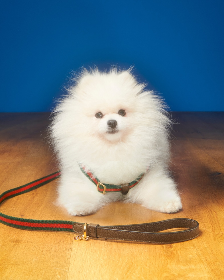 The Gucci Pet Collection 1