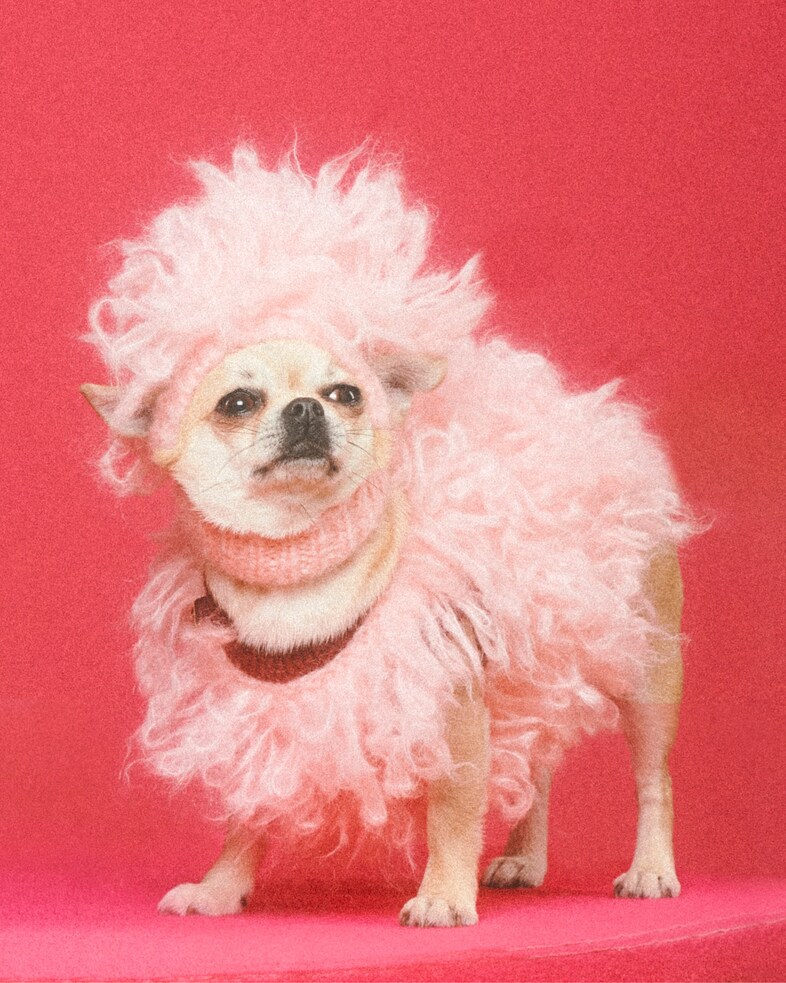 The Gucci Pet Collection 0