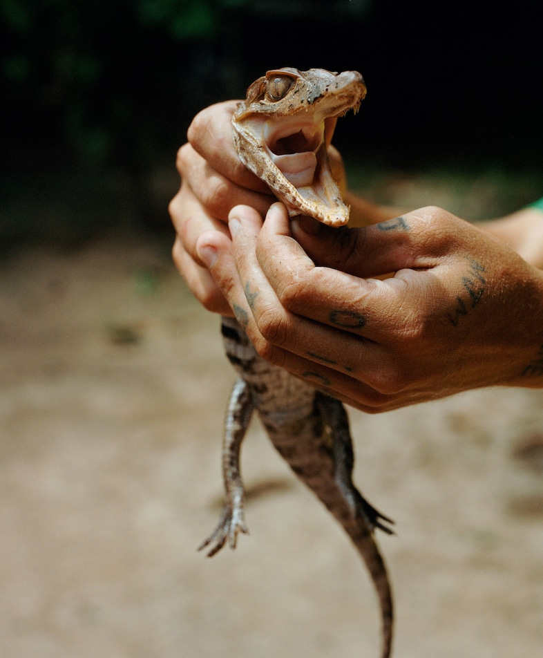 Daniel Jack Lyons, “Pet Crocodile”&#160;(2019) 4