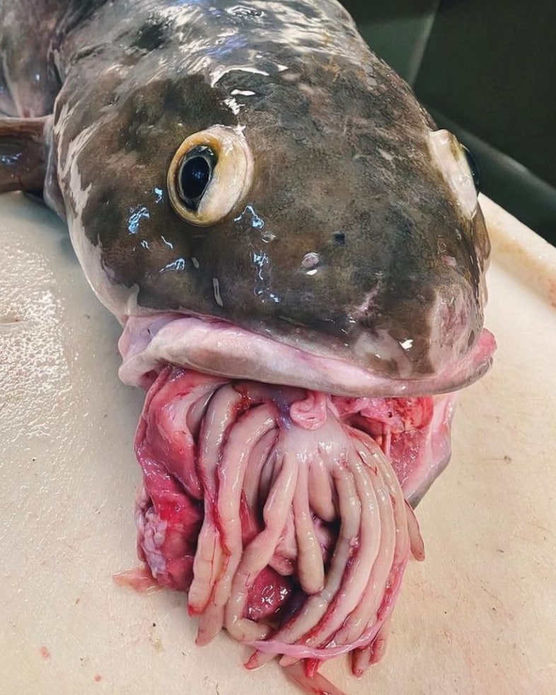@crypt0cryptids 0