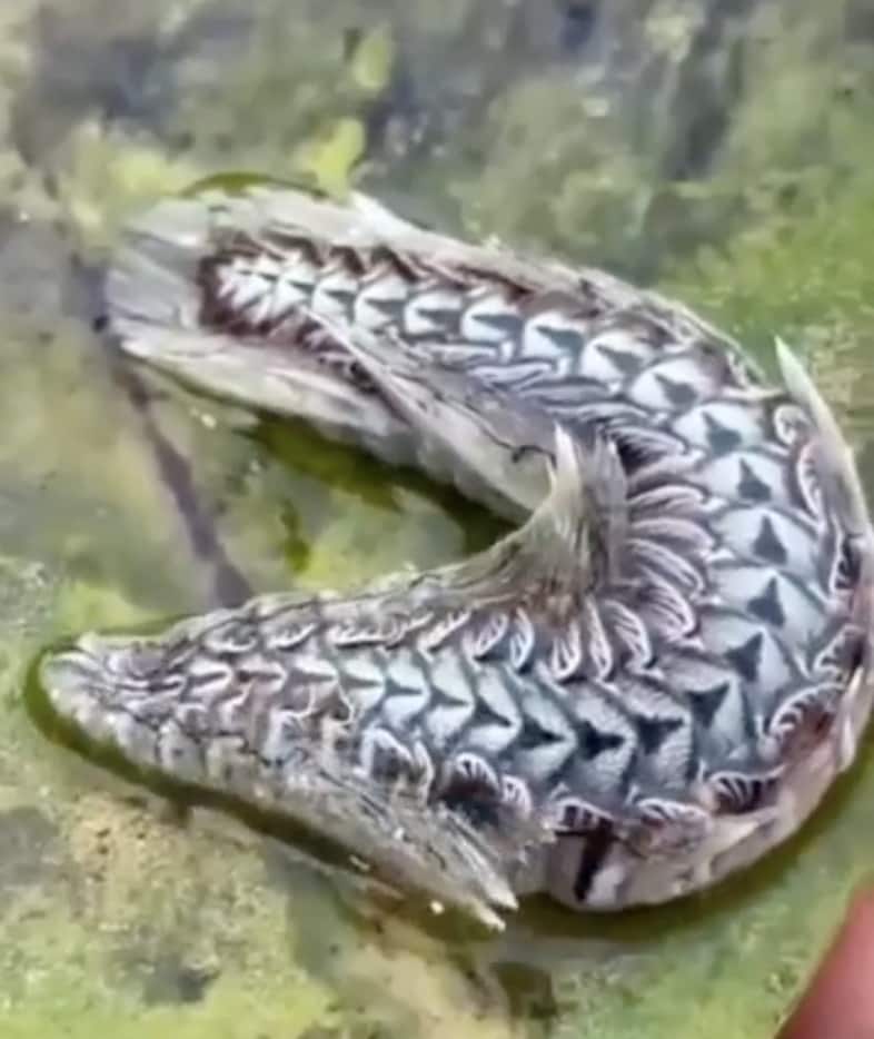 @crypt0cryptids 5