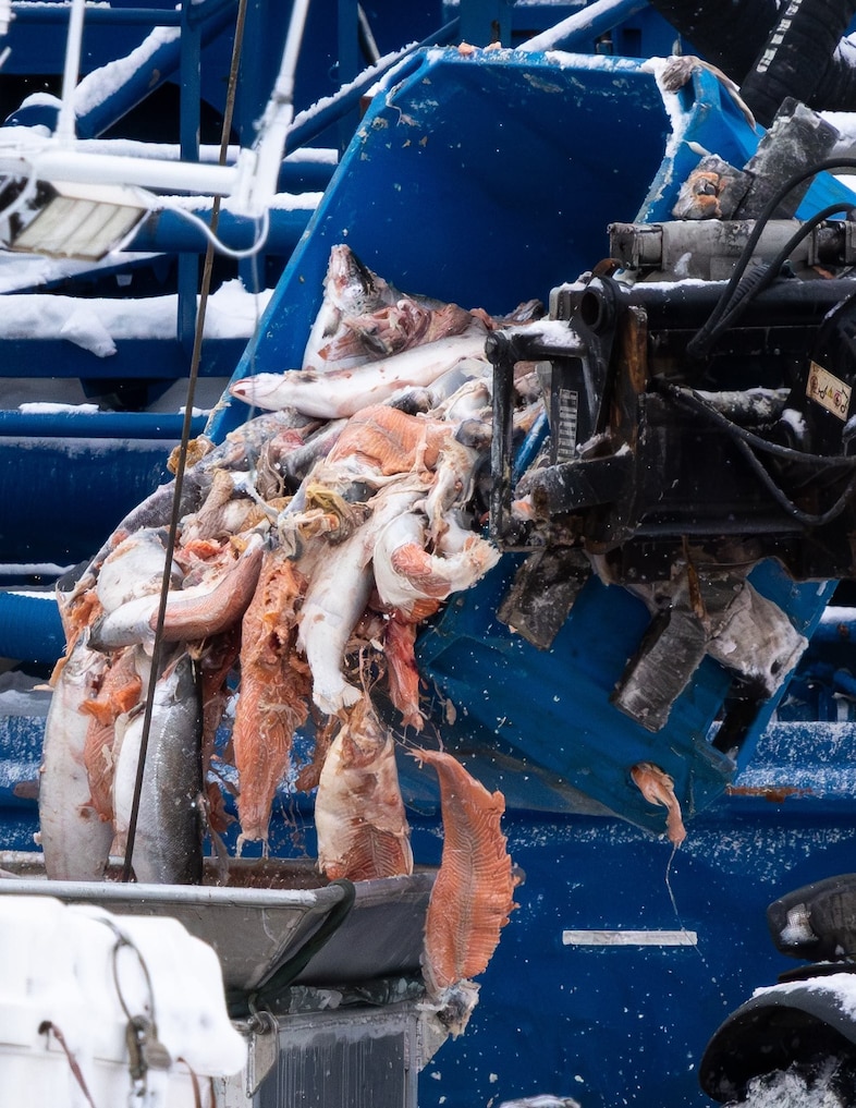 Open-pen salmon farming in Iceland Bjork 6