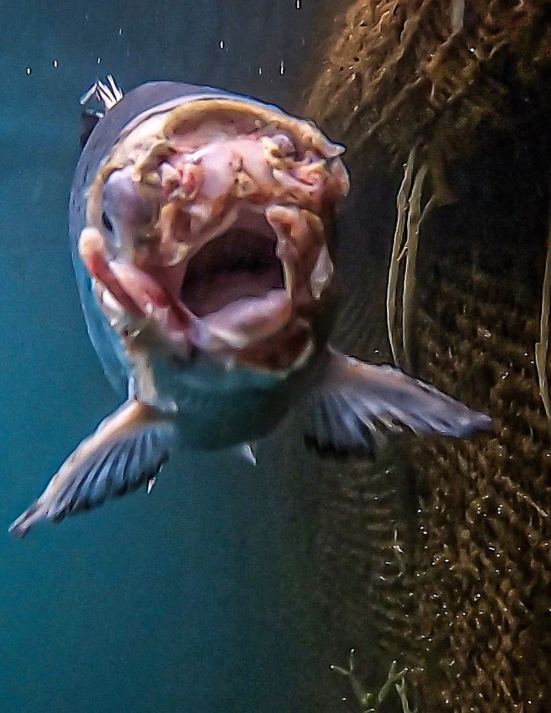 Open-pen salmon farming in Iceland Bjork 0