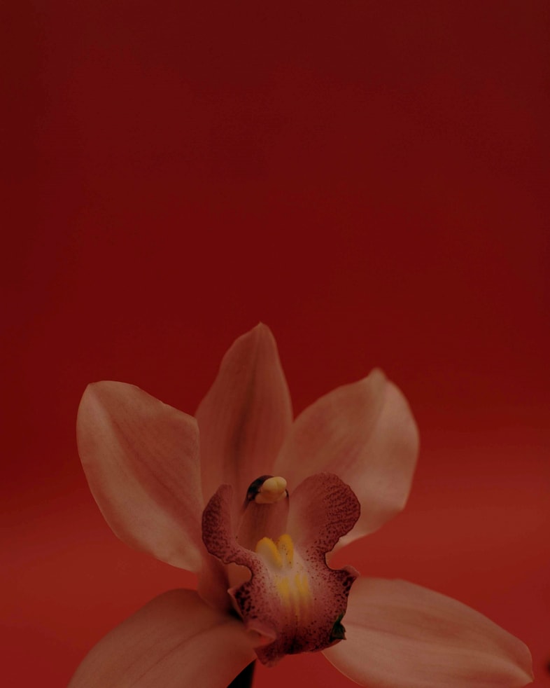 MELANIERODRIGUEZ-ORCHID-BD 11