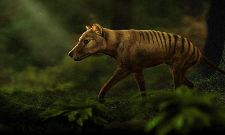 A thylacine, or Tasmanian tiger