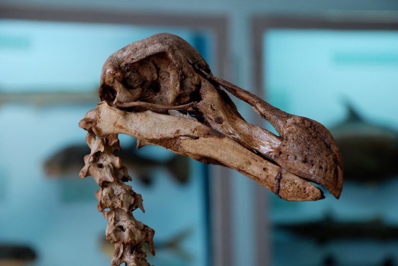 A dodo skeleton