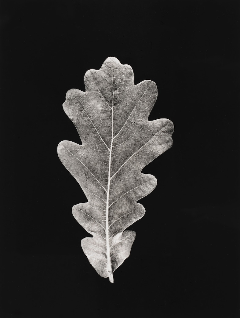 Typologien: Photography in 20th Century Germany 7