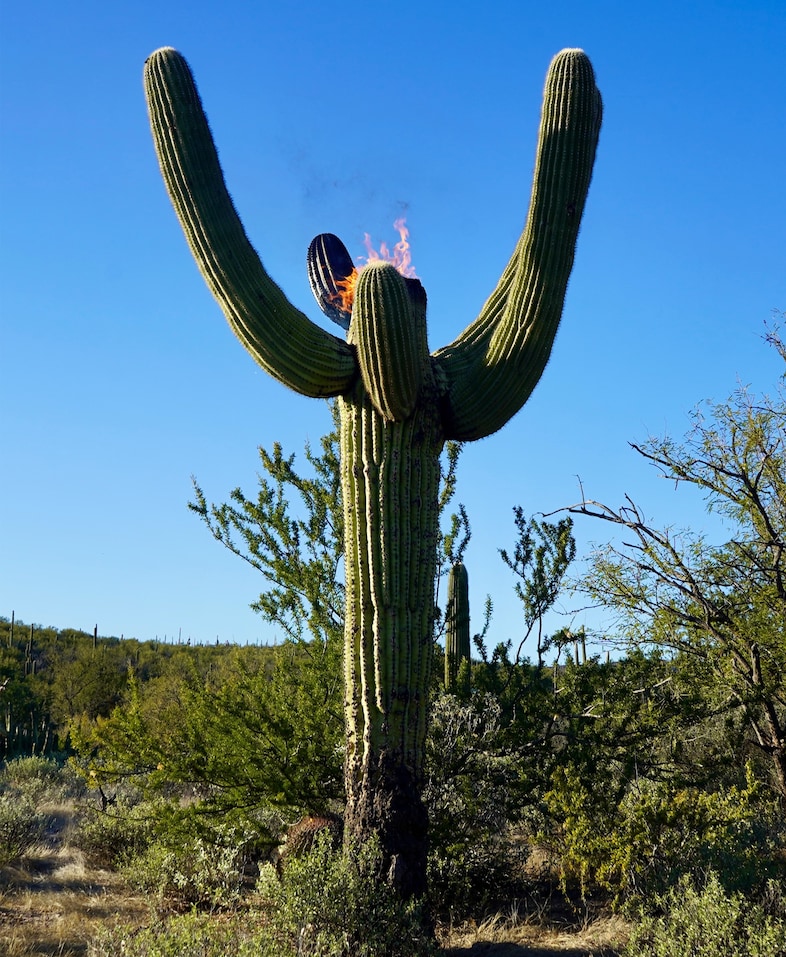 Miguel Fern&#225;ndez de Castro, Becoming Sahuaro (2019–2025)