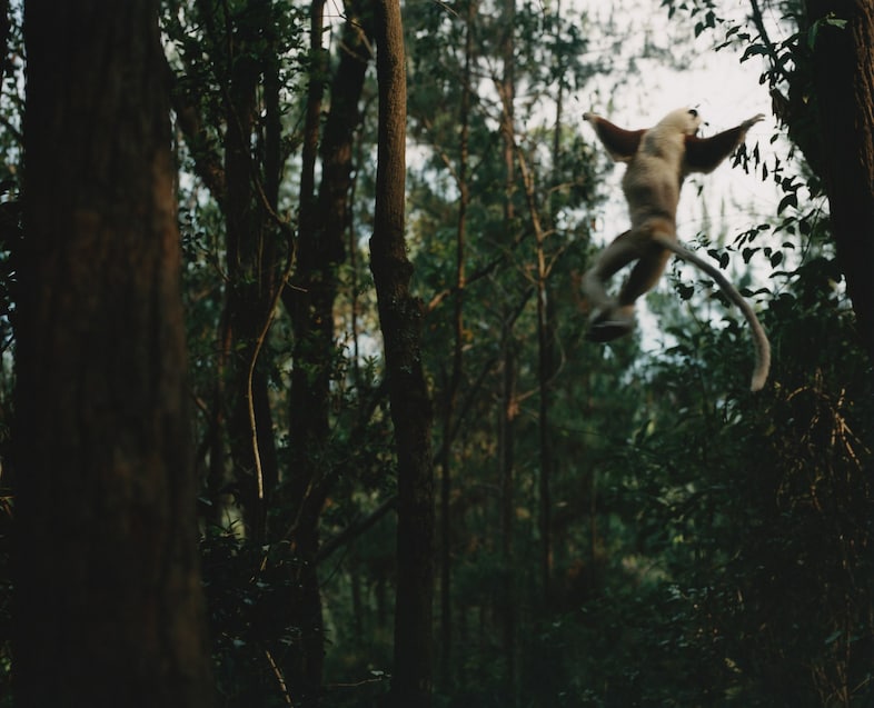 Record Stefan Dotter rainforest book photography