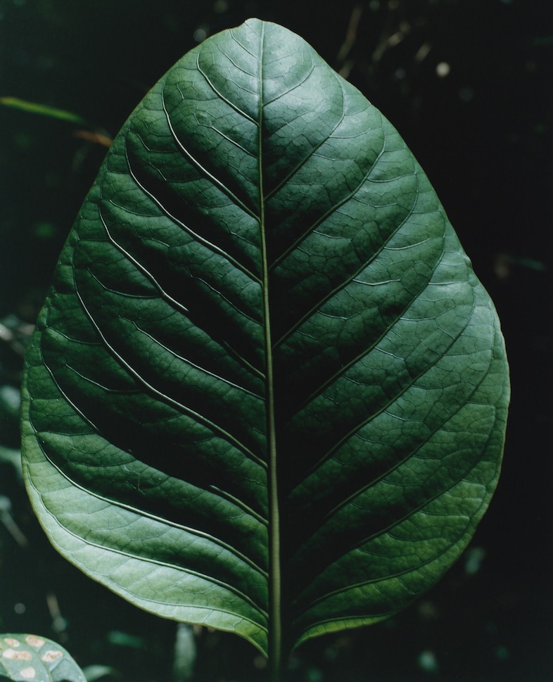 Record Stefan Dotter rainforest book photography 6