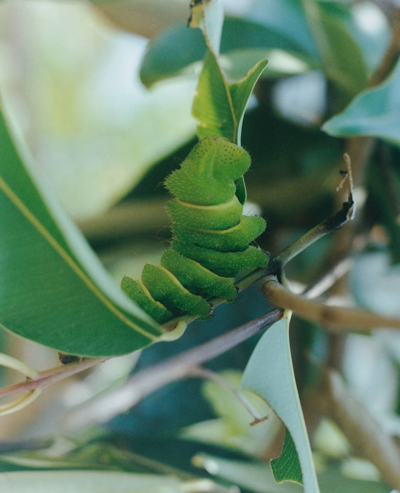Record Stefan Dotter rainforest book photography 9