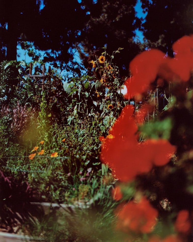 Pat Martin, 'Butterfly Garden', (2024) 1