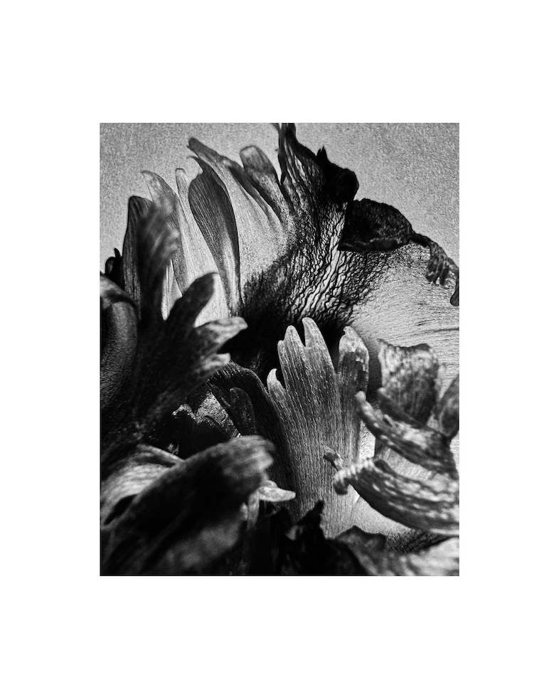 Jack Davison, "Untitled', (2024) 8