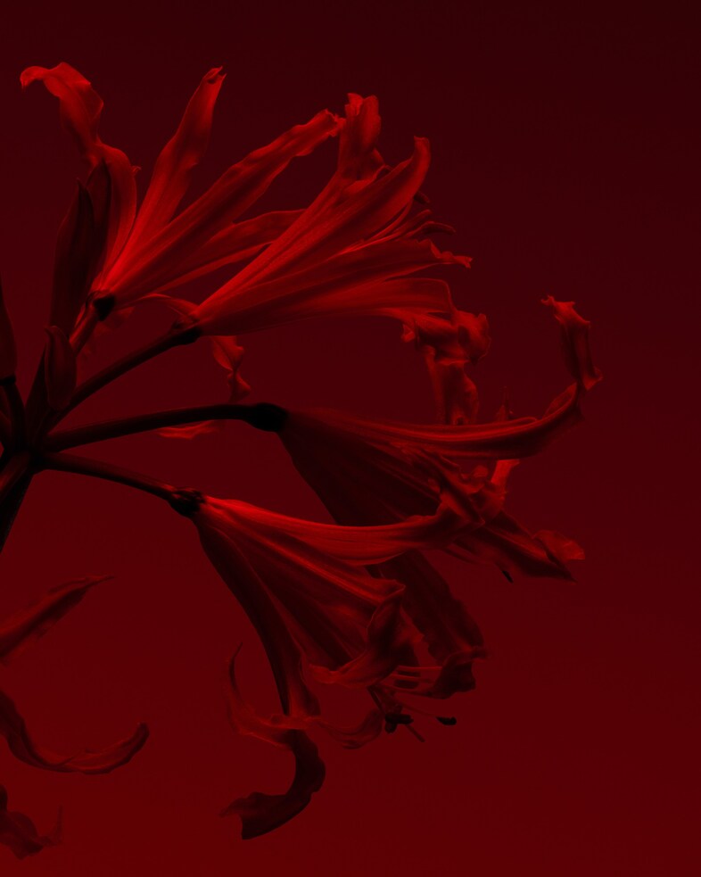 d_GH_2830_EM_CHAMPACA_f_portrait 10